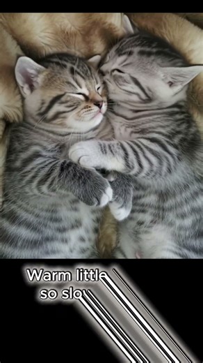 Tiny breaths, endless comfort 🐈♥️ #adoreble #cat #viral #kitten