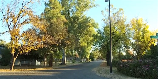 Gilbert residents react to possibility of decades-old trees being removed