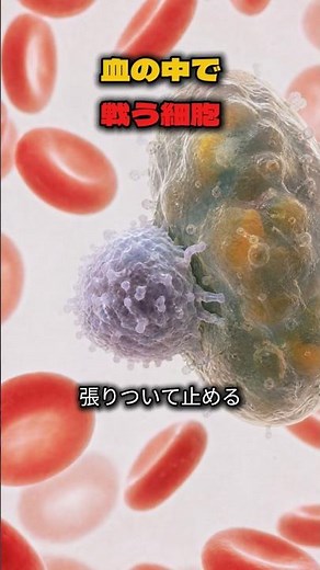 白血球が異物を壊す瞬間