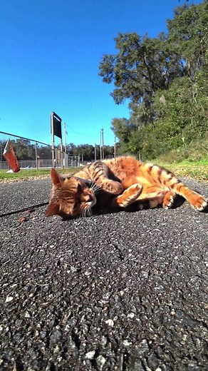 Beware the spicy litter box 🌶 #HaloSilverTeam #bengal #adventurecat #cute #cat