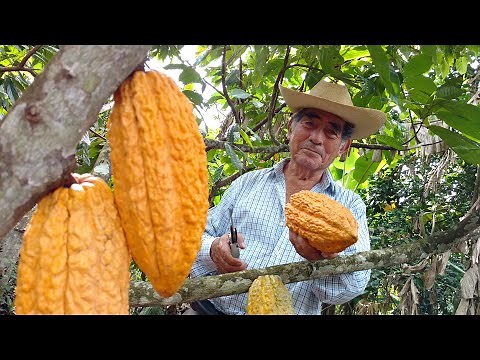 CHUNCHO COCOA PRODUCTION IN CUSCO - PERU