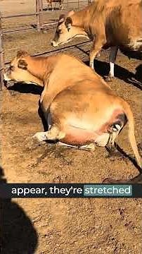 Why It’s Okay to WAIT During Calving | Cow Birth Explained