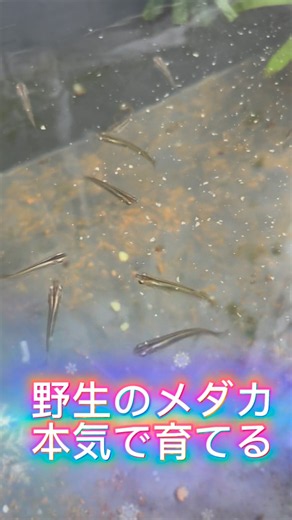 野生メダカ、本気で育ててみる3週間目 #メダ活 #ビオトープ #メダカ針子 #野生 #メダカ