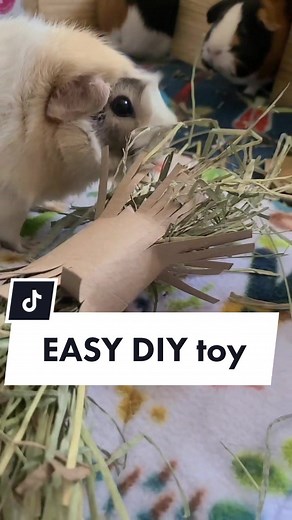 super easy diy guinea pig toy #guineapigs #diy