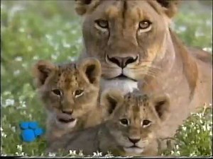Start and End of Disney's Magical World Of Animals: Lions - Original Version - UK VHS (1999)