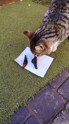 قطط الشارع محتاجة لينا ❤️ #cat #النظافه #موسيقار #kitten #المراه #cute