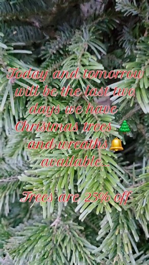 Haywire Brewing Co on Instagram: "🌲 CHRISTMAS TREES 🌲 Today and tomorrow will be the last two days we have Christmas trees and wreaths available. All trees are 25% off See you soon!"