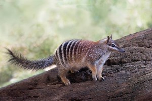 Project Numbat