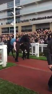 SPRINTER SACRE parades ahead of the Shloer Steeple Chase to a typical Cheltenham reception #SprinterSacre | Cheltenham Racecourse