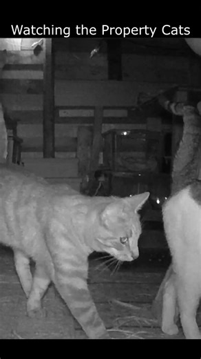 Watching the Property Cats 67 #cat #homestead #countrylife #feeders #cathouse #cats