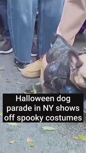 Halloween dog parade in NY shows off spooky costumes