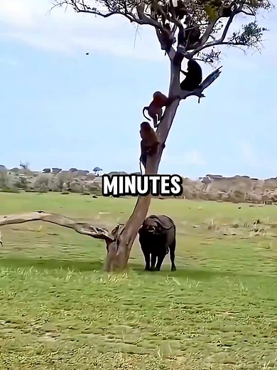 Buffalo and Lioness Corner Baboons Up a Tree: Wild Encounter