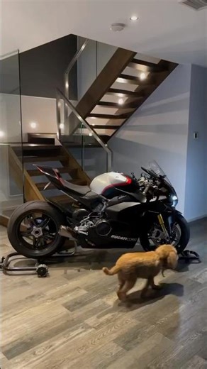 🐶 Ducati on Dynamoto – Even the Dog Approves! 🏍️