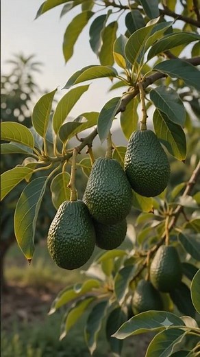 🥑 Avocado Tree Propagation by Grafting | Step-by-Step Guide | Plant Lab Pro