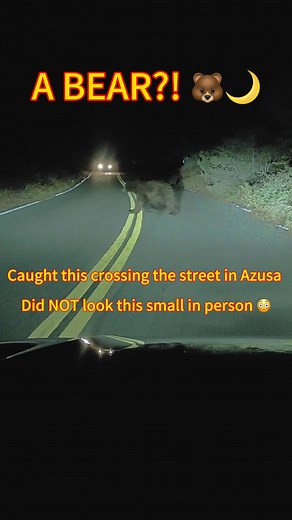 Spotted this bear while driving through Azusa at night… and no joke—it looked WAY bigger in real life 🐻😅 I was actually heading back down the mountain — good thing I was going slow 🙏 Out here trying to do a canyon run and nature decided to join us! Just a wild reminder that these mountains are still theirs first 🌲🌙 #BearSighting #AzusaCanyon #WildlifeEncounters #MountainLife #CanyonRun | Larry Morales