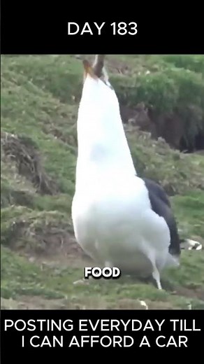 Seagull eats rabbit