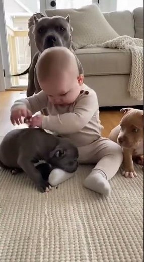 🐶 Mom Pitbull Appears… Baby Instantly Acts Nice! 🤣#pets #funny #cat #dog #animals