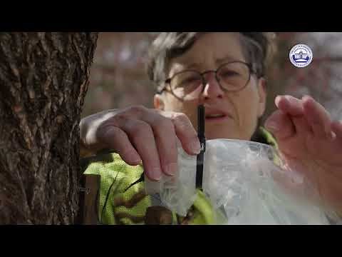 Spotted Lanternflies are coming back! Here's how to make your own traps!