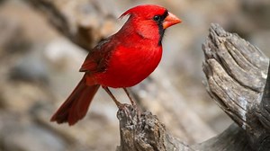 Birds Of Southwest Ohio - The Unique Birding Edition
