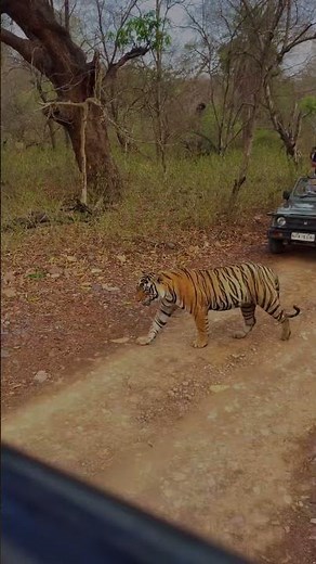 Ranthambore 2026