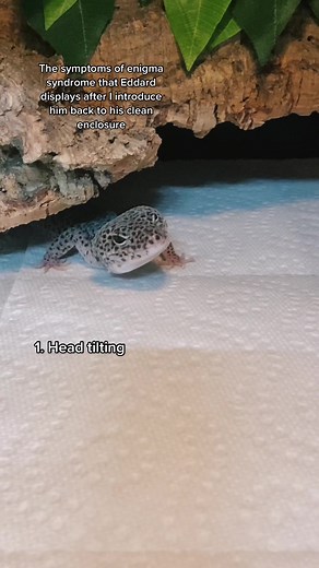 Understanding Eddard's Enigma Syndrome in Leopard Geckos