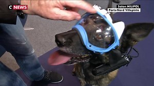 Un chien qui filme en direct avec une caméra embarquée | CNEWS
