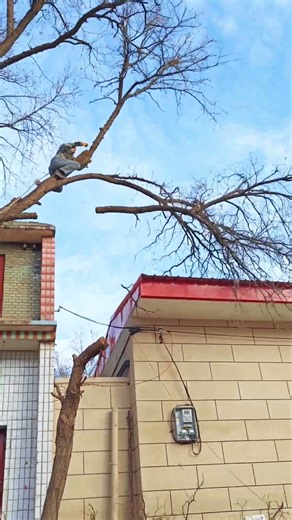 Dangerous Pruning of Tall Tree Branches Near a Building