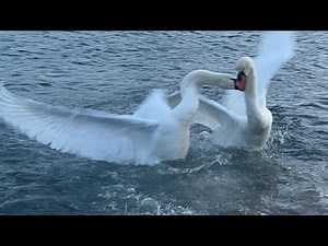Mute Swans Fight! Very Brutal!