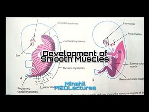 Development of Muscular system Embryology Part 2 | Smooth muscle embryology