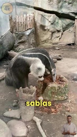 Descubriendo al Oso Hormiguero Gigante y su Camuflaje
