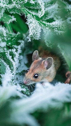Adorable Mouse Photos - Which One is Your Favorite?