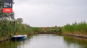 A Balatonban több helyen eltűnt a nád | 24.hu
