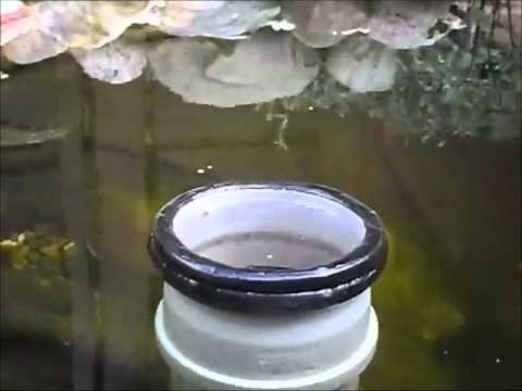 Teichskimmer Eigenbau - Koiking2011