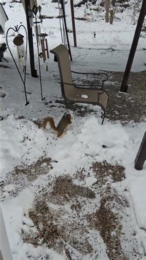How to feed a squirrel pt. 53 Snow Days very Cold
