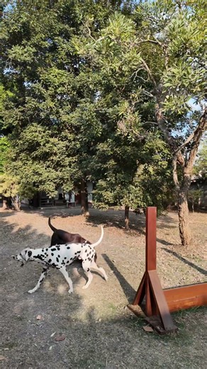 Can a Puppy Master This Obstacle Course? | Zoeta Dogsoul