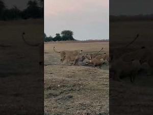 Many Lions Attack Crocodile
