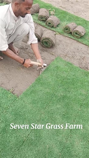 High-Quality Korean and American Grass Types Available