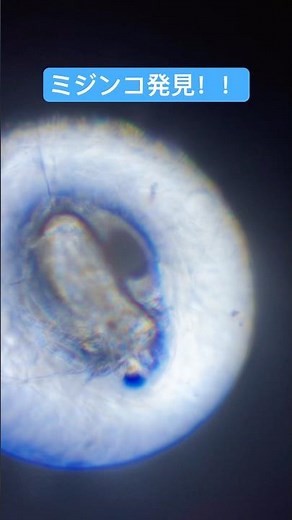 【中学生の時の自由研究】ミジンコ発見！#微生物 #生物 #ミジンコ #顕微鏡 #自由研究 #思い出 #中学生