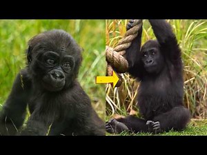 Meet Venus: The Sassiest Baby Gorilla at London Zoo!