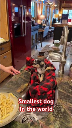 Smallest dog in the world #giantdog #puppy #dogmom