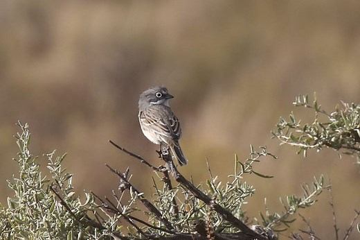 23 Species Of Sparrows In Oregon (ID And Song Guide)