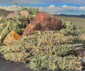 Fresh Sage Desert Sage 20 Large Bundles Over 1lb Bulk! Magic Sage! Ethically Sourced Hand Foraged Sage Small Medium Large Desert Sage Nevada - Etsy