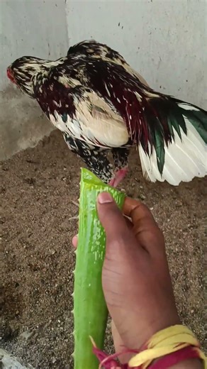 Sandai seval vellai ammai sari seivathu eppati tamil video