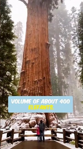 The Top 5 Biggest Trees!