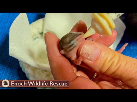 Baby Chipmunk Raised and Released Back to the Wild!