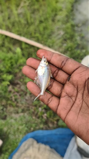 Leaving a legacy of life in every drop of water! ✨💧"#shorts #fish #animals