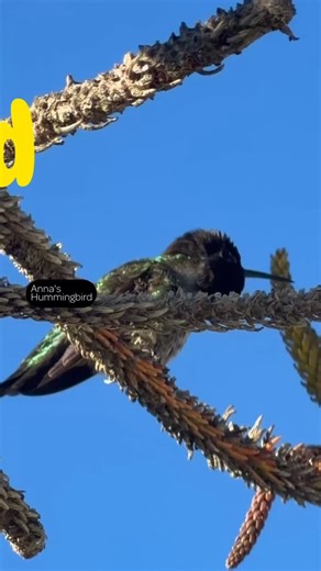 How to start bird watching? You just need a little bit of patience and a lot of curiosity. 🐦✨ You don’t need a high-tech camera or expensive binoculars to be a field scientist. Whether you’re on the Hill at The Lawrence or in your own backyard, birding is about slowing down and noticing the details. 📬 Want our full Bird Watch Guide to start birding watching with your kids? We send out deep-dive activity guides like this in our bi-weekly newsletter! Join our community of curious families and ge