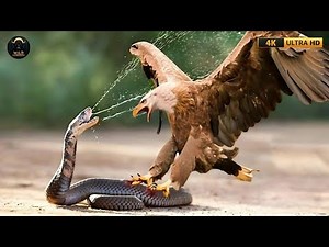Eagle vs King Cobra! Eagle Battles Hard After Encountering the Most Poisonous Snake