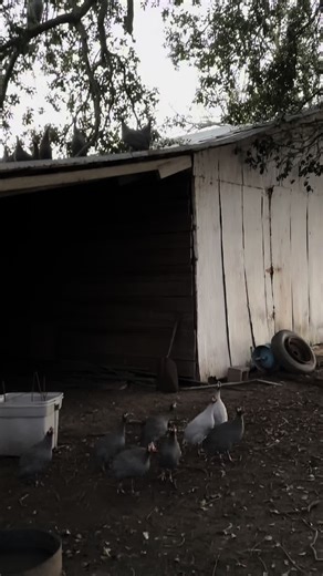 Phong Alabama 🇻🇳 🇺🇸 (@phong.alabama)’s videos with nhạc nền - Phong Alabama 🇻🇳 🇺🇸