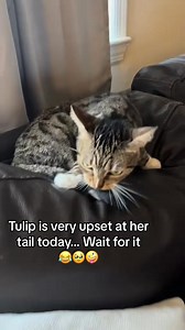 1M views · 20K reactions | Left brain attacks right brain | PetsHub | Facebook